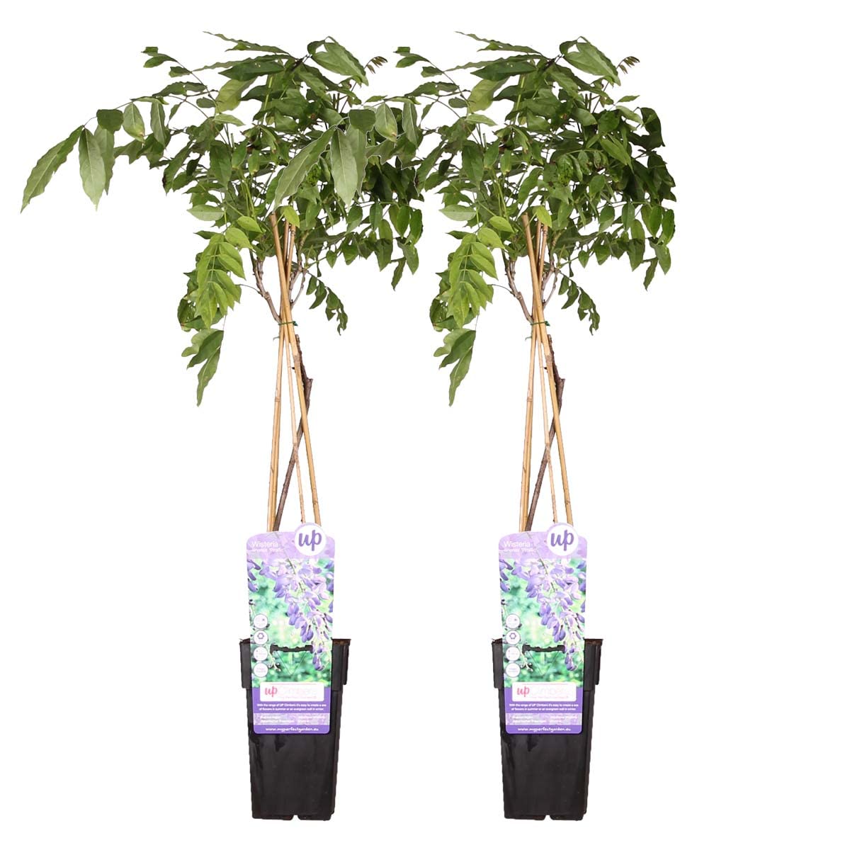 Bloomique - Lot de 2 - Wisteria sinensis 'Prolific' - Glycine bleue - Plantes grimpantes - Plantes de jardin - Rustiques - Hauteur 50-70 cm - Pot 15 cm