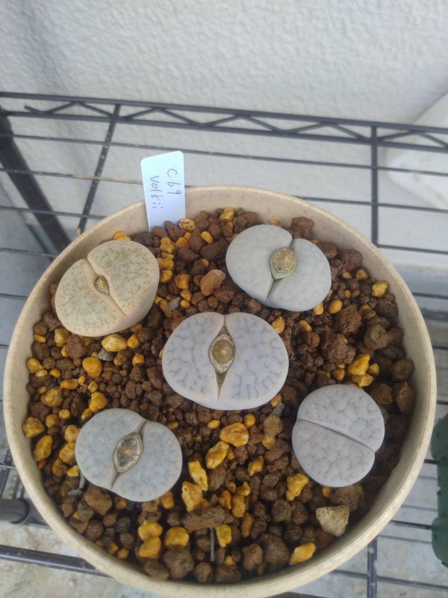 Amazon.co.jp: リトープス ボルキー C069 種子 30粒 : DIY・工具・ガーデン