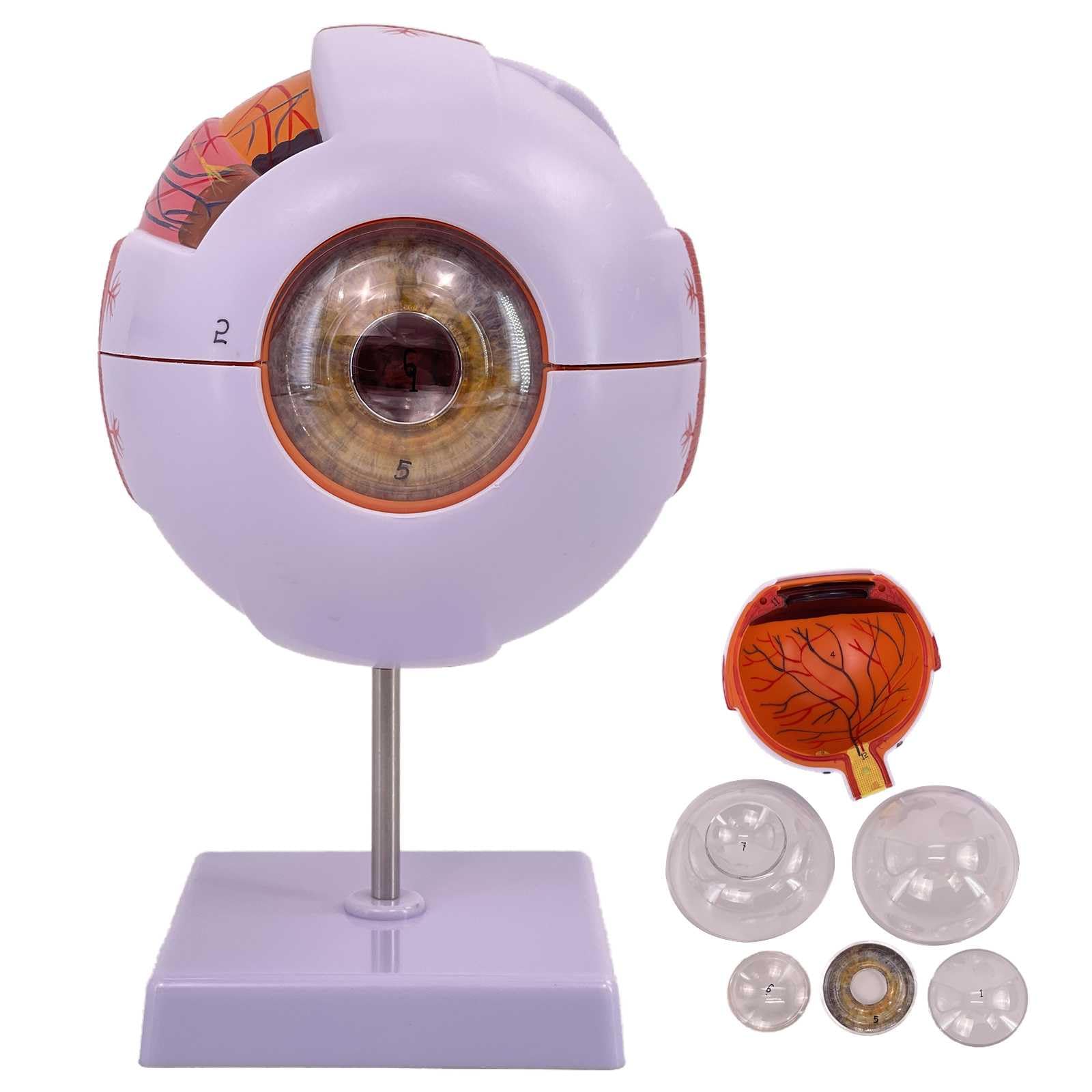 Occhio Modello Anatomico 6X Corpo Umano Modello Anatomico Bulbo Oculare con 12 Etichette Numeriche di Posizione Anatomica et Manuale di Posizione Anatomica Inglese et 6 Parti Staccabili