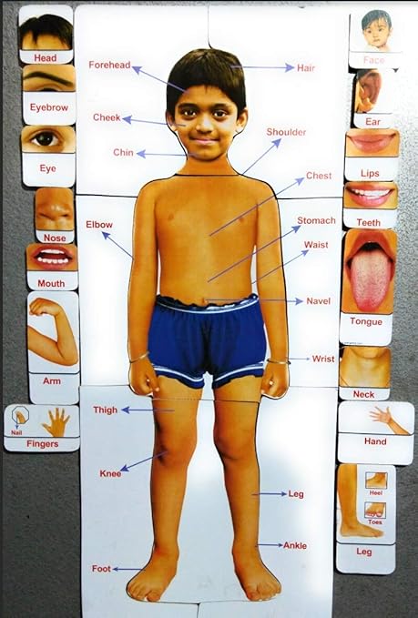 FUTUREZ KEY Wooden Magnetic Parts of Body Puzzle Game for Children -24 Pieces Jumbo Size