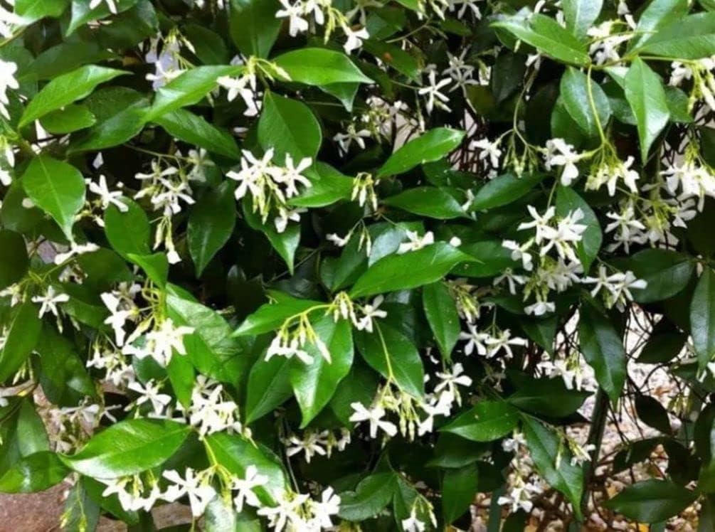 Rare 5G Scented Jasmine Flower Seed Patio, Lawn & Garden