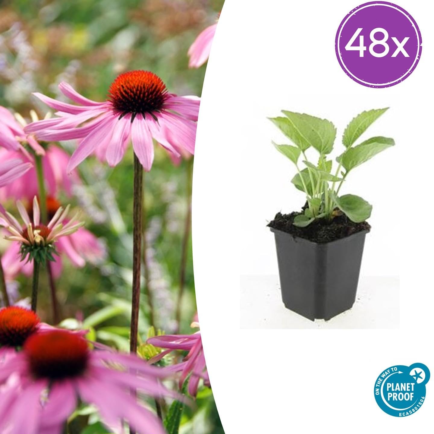 Echinacea Magnus Perenni, per Giardino, Rosa, Set 48 Pezzi, Vaso 9cm