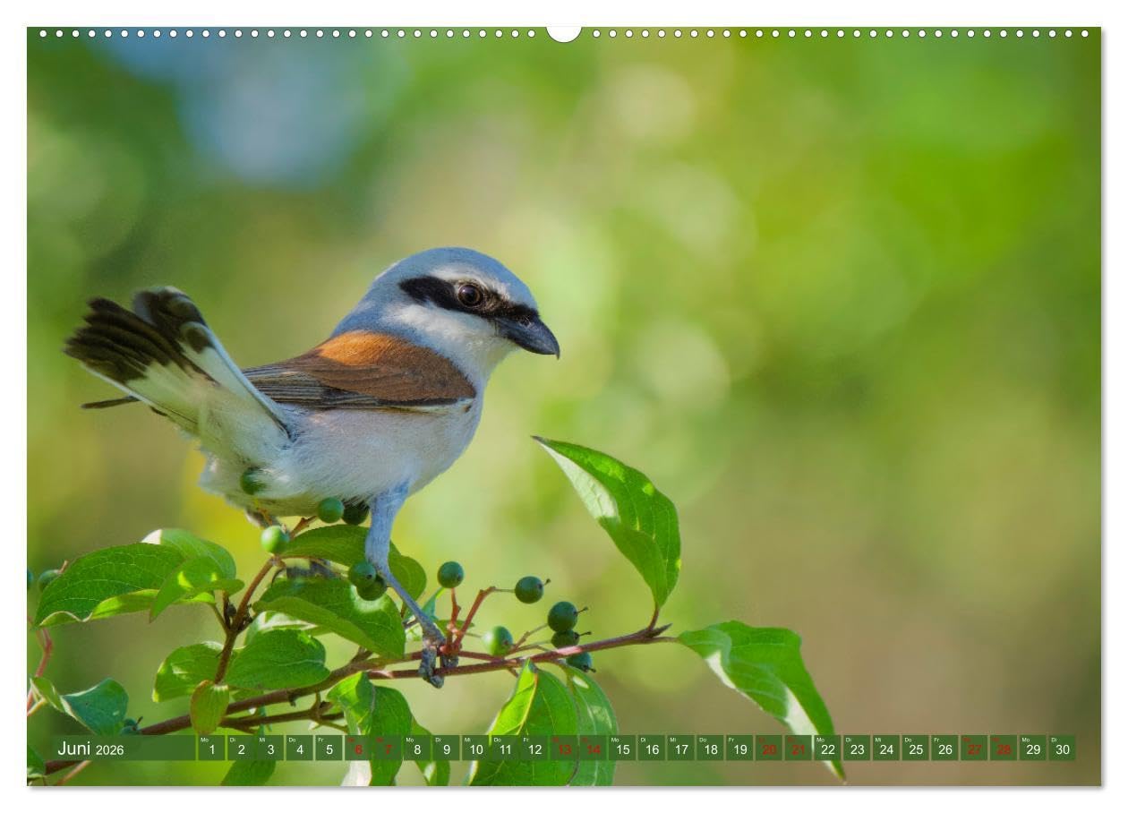 Geliebtes Federvieh (Wandkalender 2026 DIN A2 quer), CALVENDO Monatskalender: Eine Sammlung von Vogel-Fotografien, unterschiedlicher Arten und Familien. (CALVENDO Tiere)
