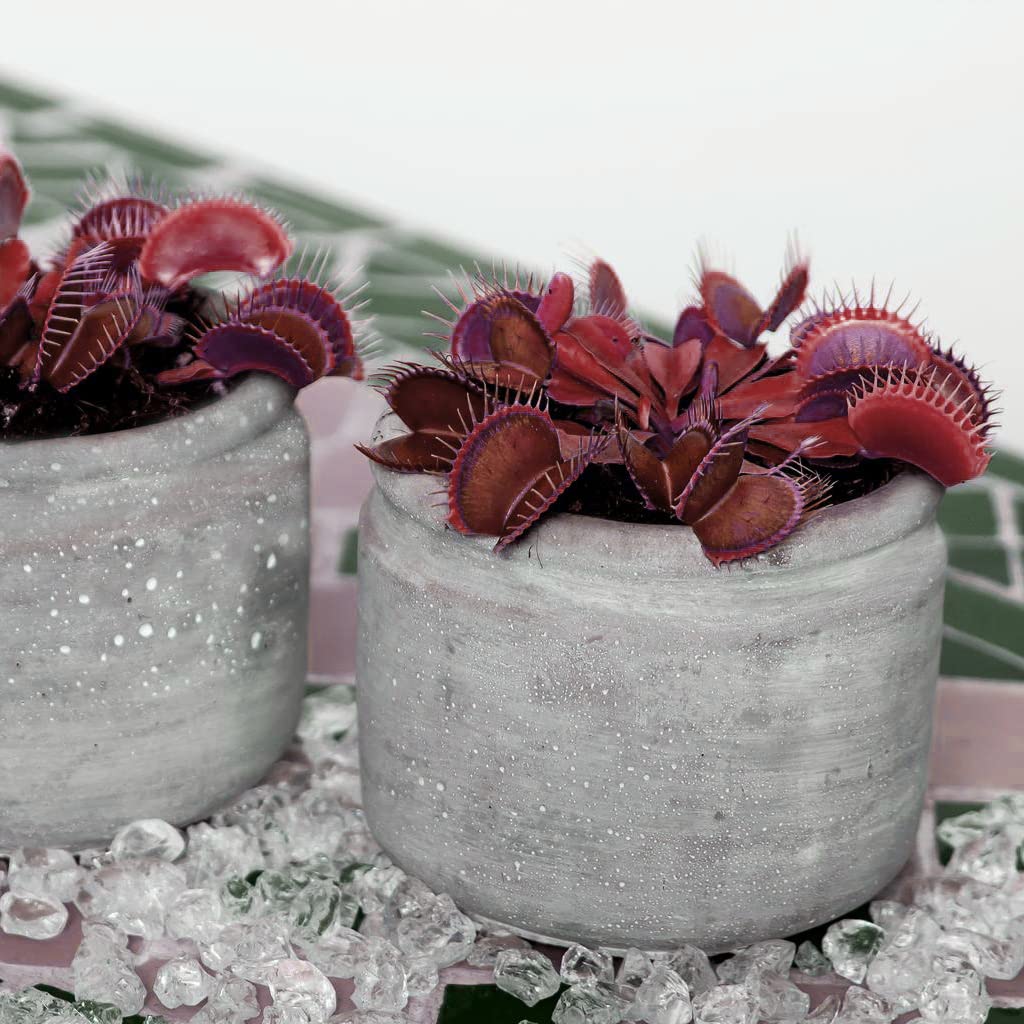 Venus Flytrap Seeds - Volcanic Red Dionaea Muscipula Carnivorous 5 Seeds