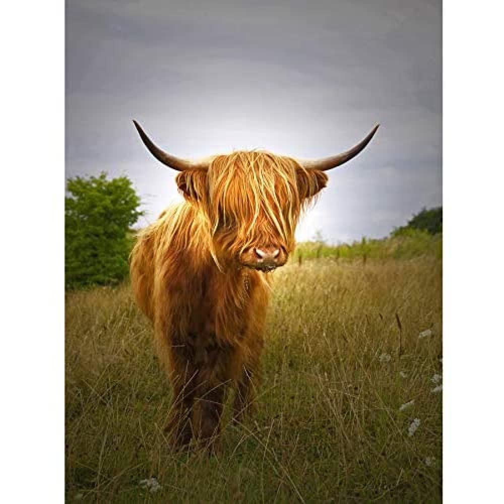 Wee Blue Coo Farm Livestock Animal Highland Cow Calf Scotland Large Art Print Poster Wall Decor 18x24 inch