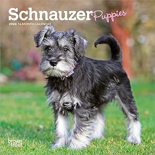 子犬のシュナウザー 2026年 ミニカレンダー / ブラウントラウト 輸入版 壁掛け 17.8 x 35.6 cm (Schnauzer Puppies Calendar)