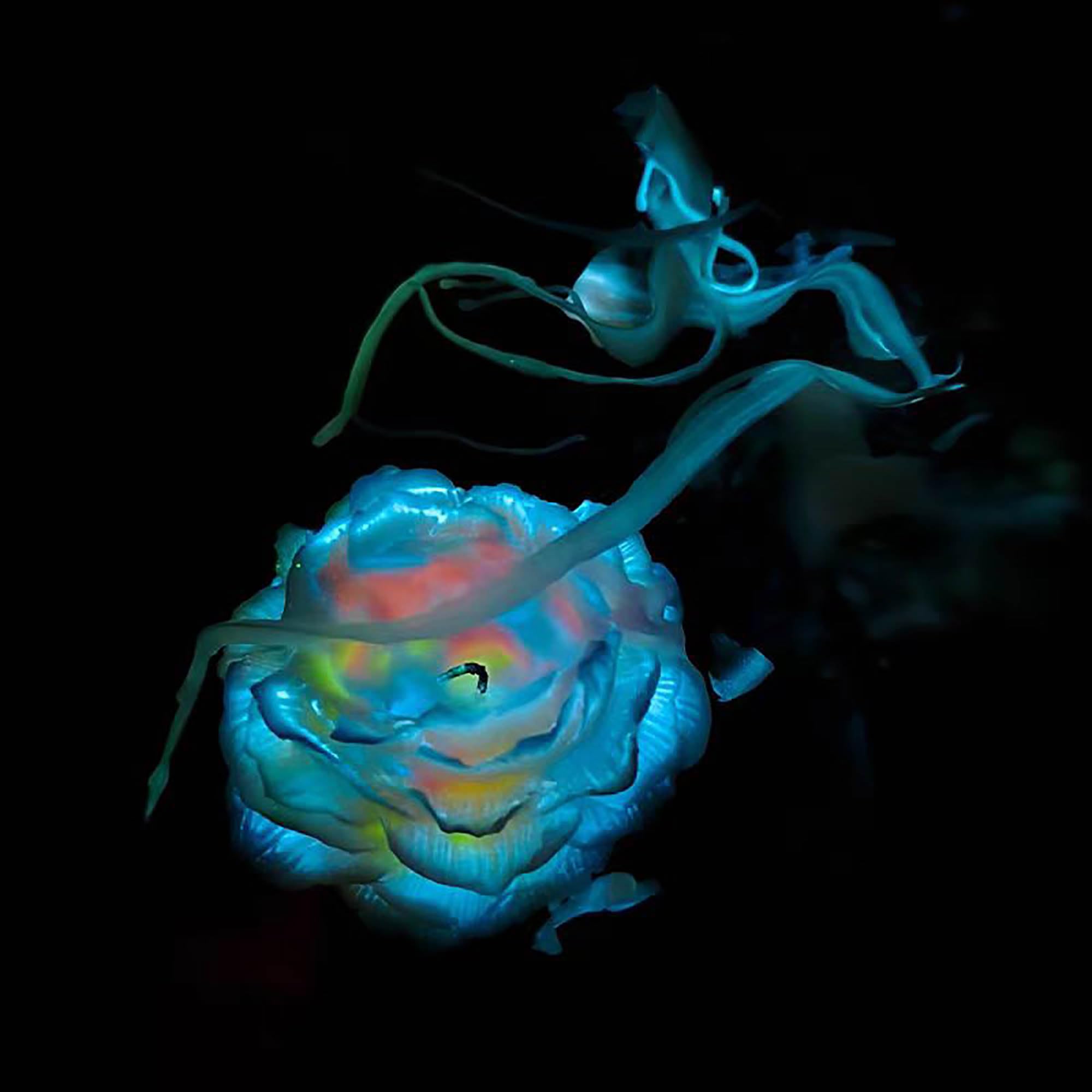 Cooary 113°F 4 Pcs Low Temperature Candles Glow in The Dark White Peony Flower Shaped White Heart Rose Scented Luminous Candles Adult Low Heat Body Safe Drip Candles Wax Play for Couples Date Night