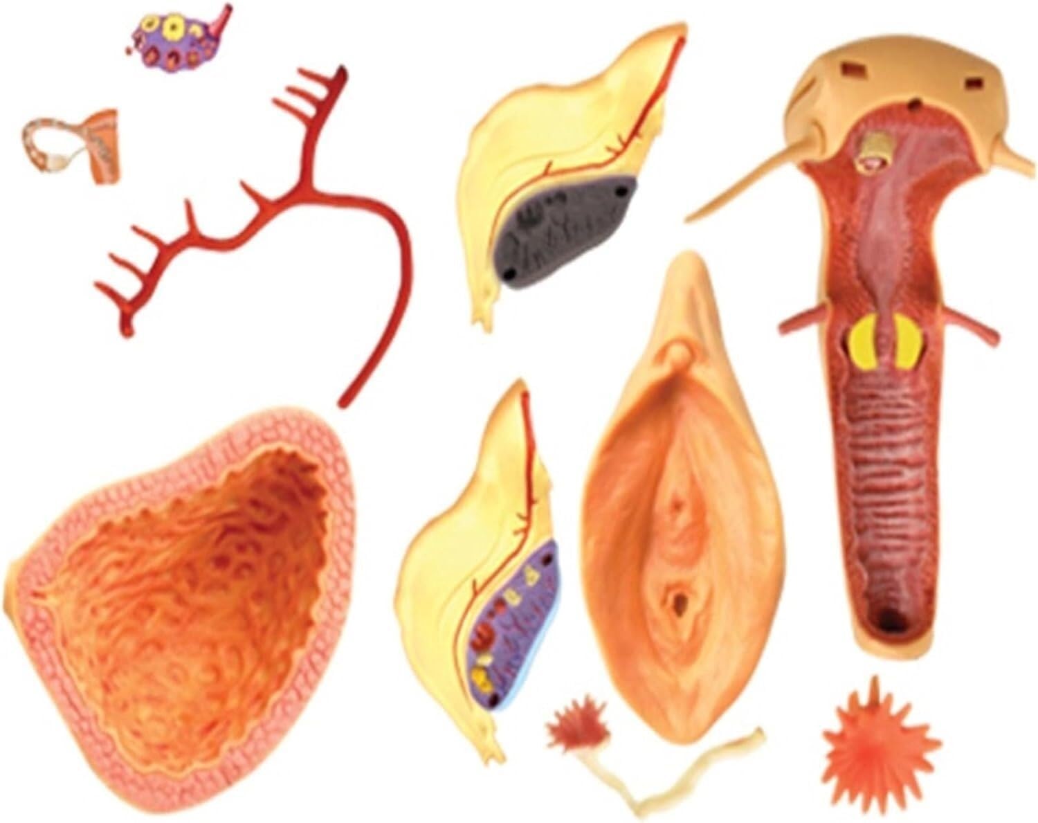 HEQIM Female Urinary and reproductive System Model, 4D Human Female reproductive Anatomy Model, Detachable 19 Parts of Uterus and Ovary Muscles, Learning and displaying Medical Model