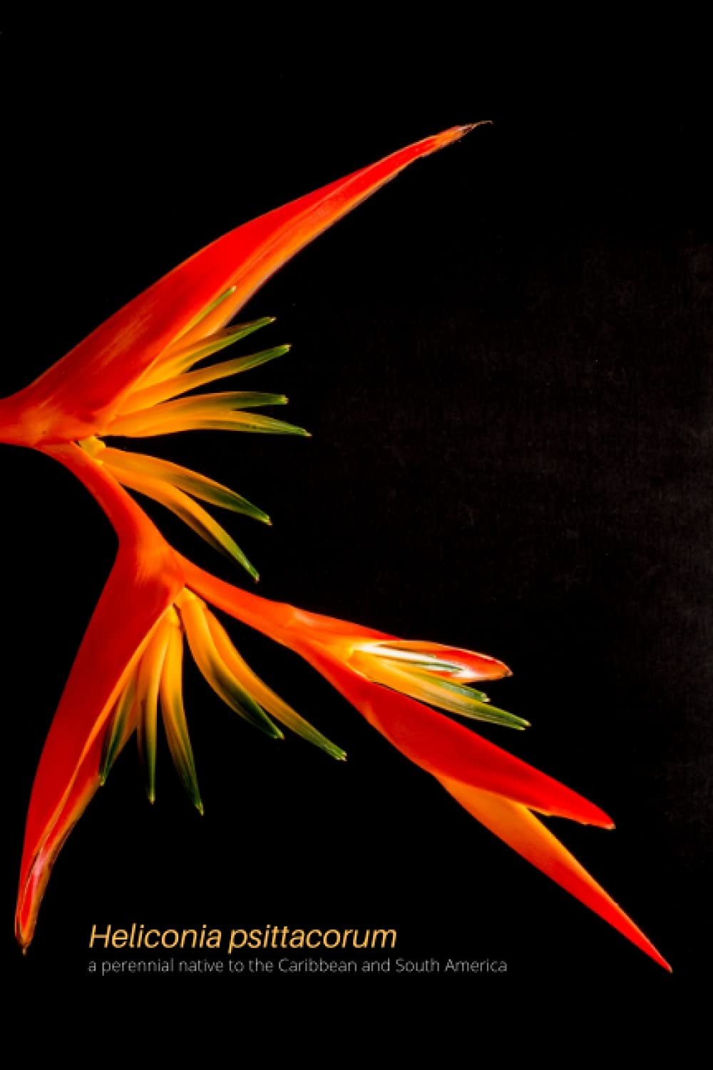 Independently published Heliconia psittacorum Tropical Floral Notebook with Dotted Grid pages: Floral Notebook Journal with Dotted Lines Dot Grid Pages for Bullet Notes, Journaling, Writing, Sketching