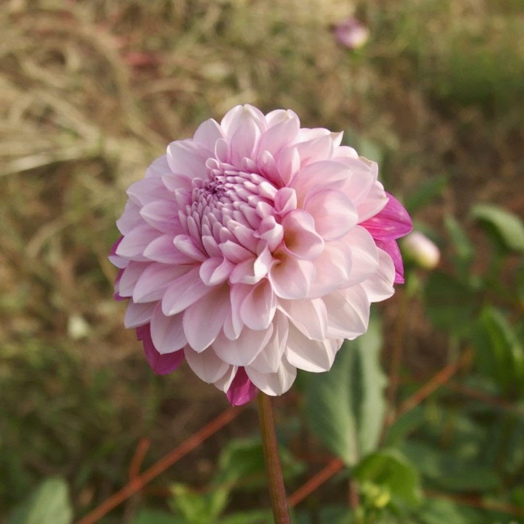 Amazon.co.jp: ダリア球根 桜貝 1球 : DIY・工具・ガーデン