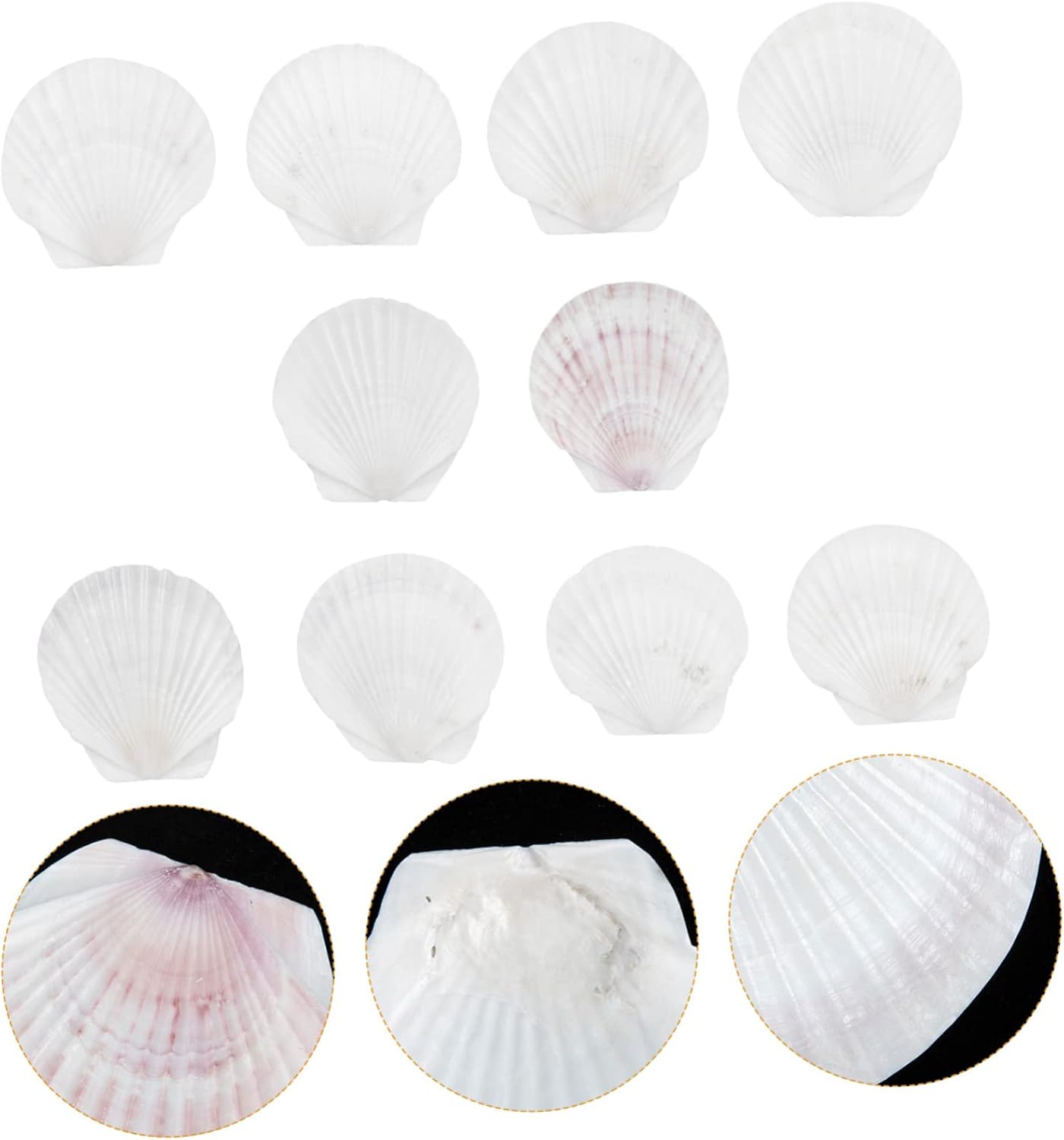 HOMOBABE 10pcs Dinner Plate Scallop Shells for Cooking Baking Mom Birthday Decor