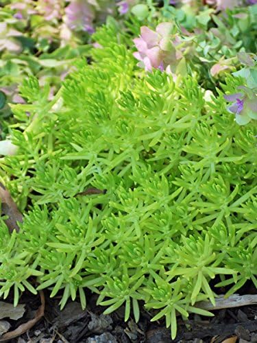 Perennial Farm Marketplace Sedum rupestre 'Lemon Ball' (Stonecrop) Groundcover, 1 Quart, Yellow Flowers