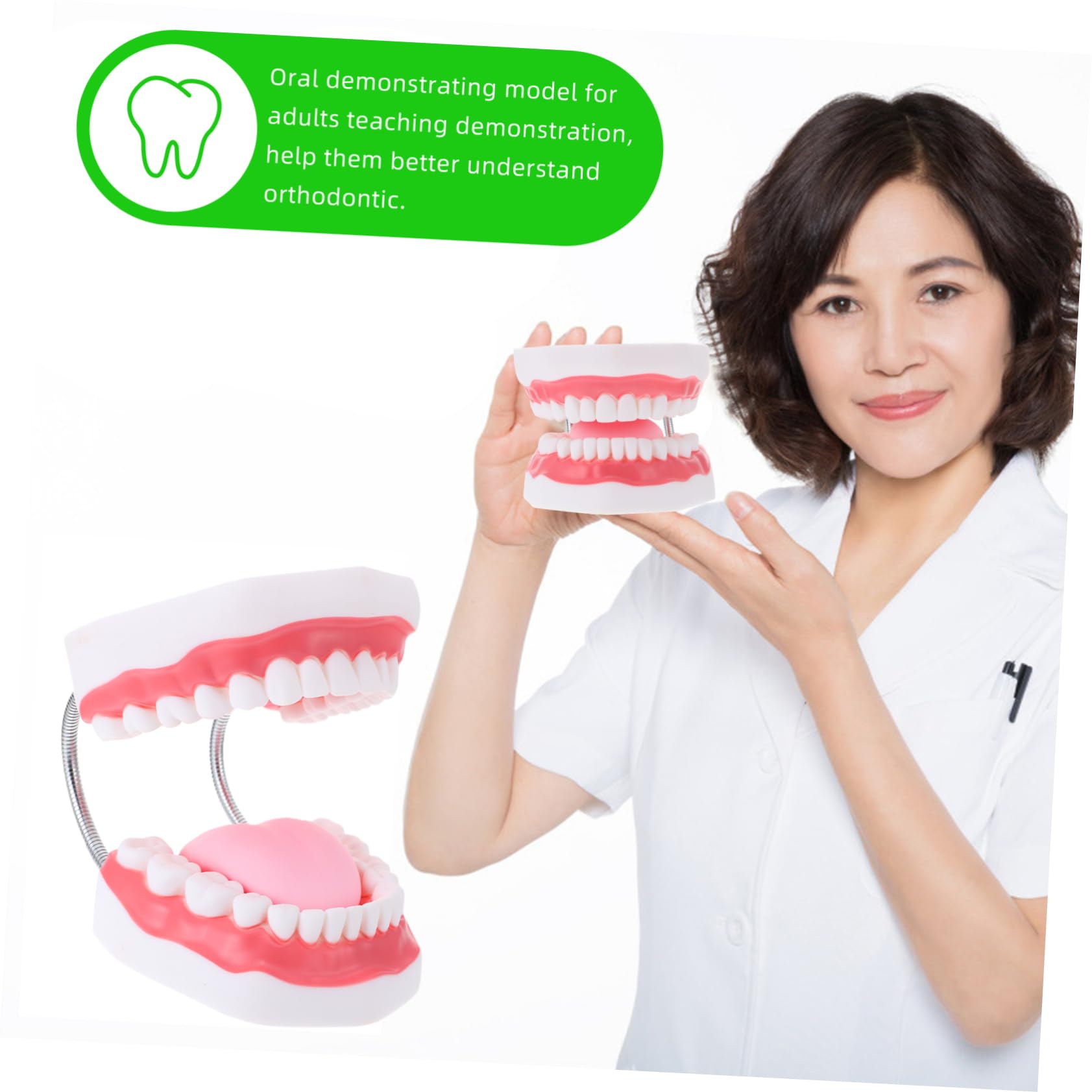 Modello Denti Didattico 6x Bianco Pvc con Spazzolino | Ausilio Educativo per Ragazzo Ragazza, Aspetto Creativo, Interazione Genitore-figlio