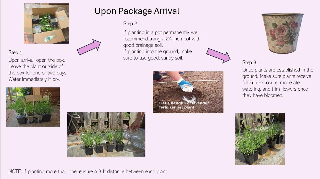 L+ Lavender 'Hidcote Blue' – 4 Live Plants in 4" Pots – Dark Purple Flowers – Fragrant, Pollinator-Friendly, Drought & Deer Resistant – Grown in Washington