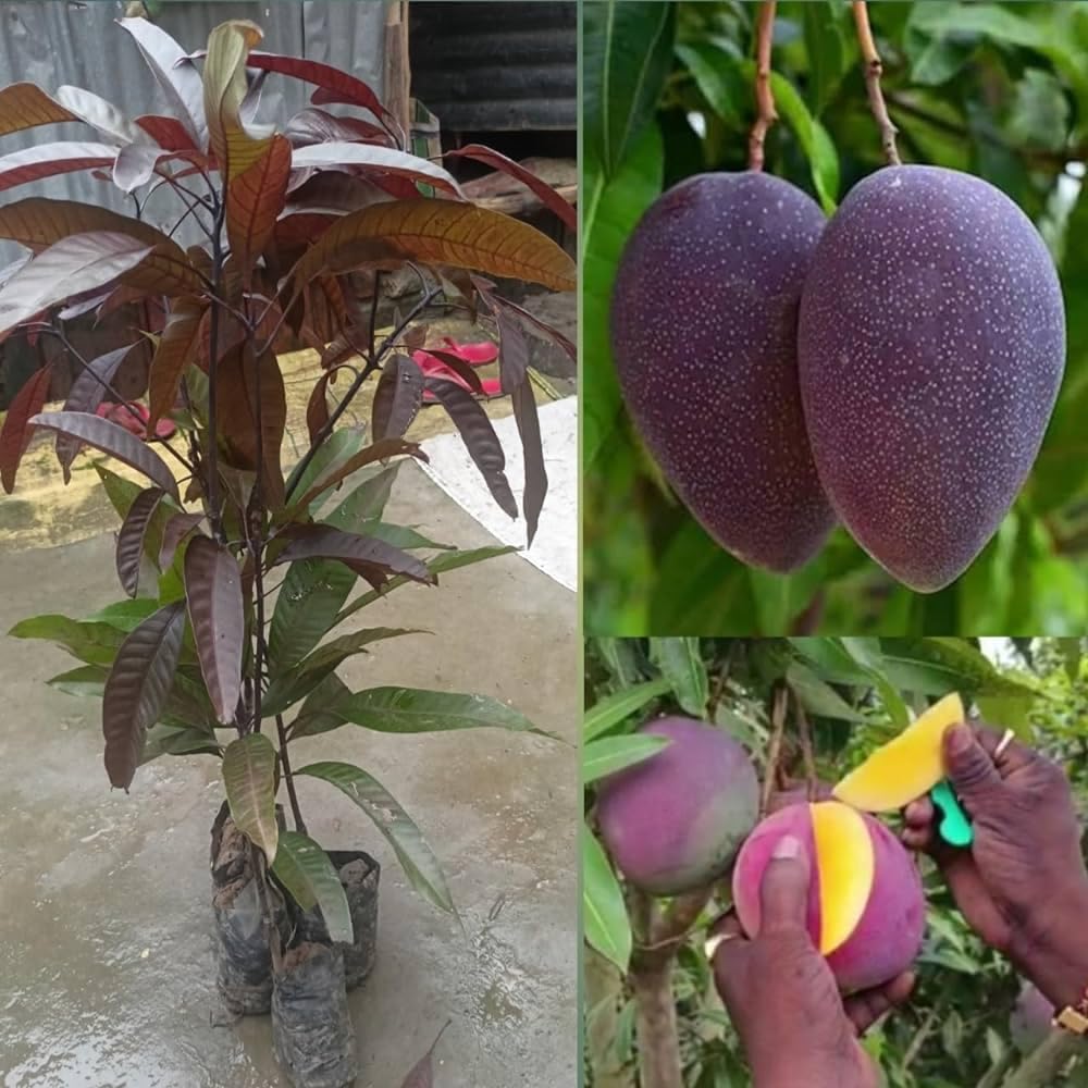 DDN Plants` KASTURI BLACK MANGO GRAFTED LIVE PLANT (B0CHRF9L9Z) Amazon Price History, Amazon Price Tracker