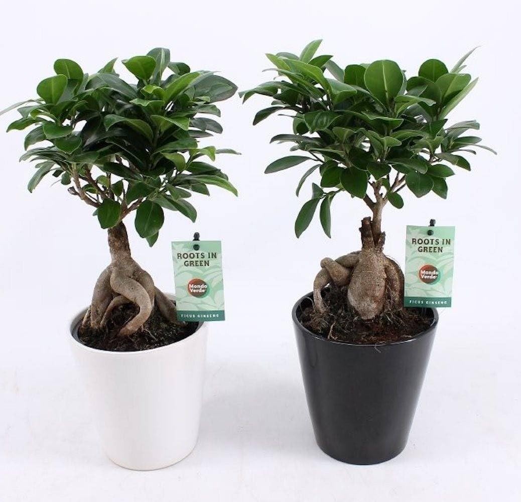 Ficus Ginseng Bonsai Live Indoor Air Purifying Plant ik6 | Easy Care, Lucky Plant, Home & Office Decor, Dwarf Ficus Microcarpa, Pack of 1-image-4