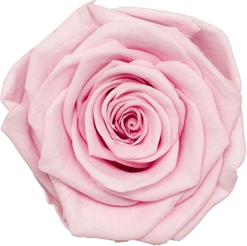 Vista 37 de Cabeza de rosa preservada de grado A de 5 a 2.4 in, cabeza de rosa real, cabeza de rosa eterna, cabeza de rosa natural, cabezas de rosa que duran