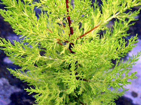 Lemon Scented Goldcrest Cypress Tree - Indoors/Out - 4.5" Pot #TOP1