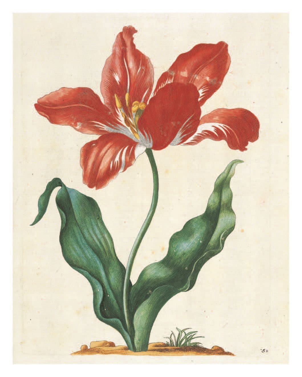 Pull-Out Posters: Maria Sibylla Merian: 22 Pull-Out Posters