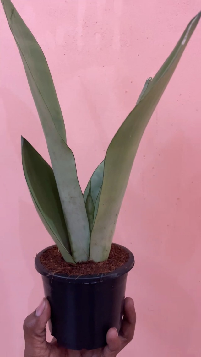 kushplant Silver Queen Sansevieria Snake moon shine Plant/Air Purifier Plant  with pot Snake Plant/Air Purifier Plant/Indoor Plant with pot : Amazon.in:  Garden & Outdoors