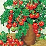  100 piezas de semillas de tomate enano raras mini semillas de tomate trepadoras tomates cherry súper dulces frutas vegetales para el jardín de ensaladas
