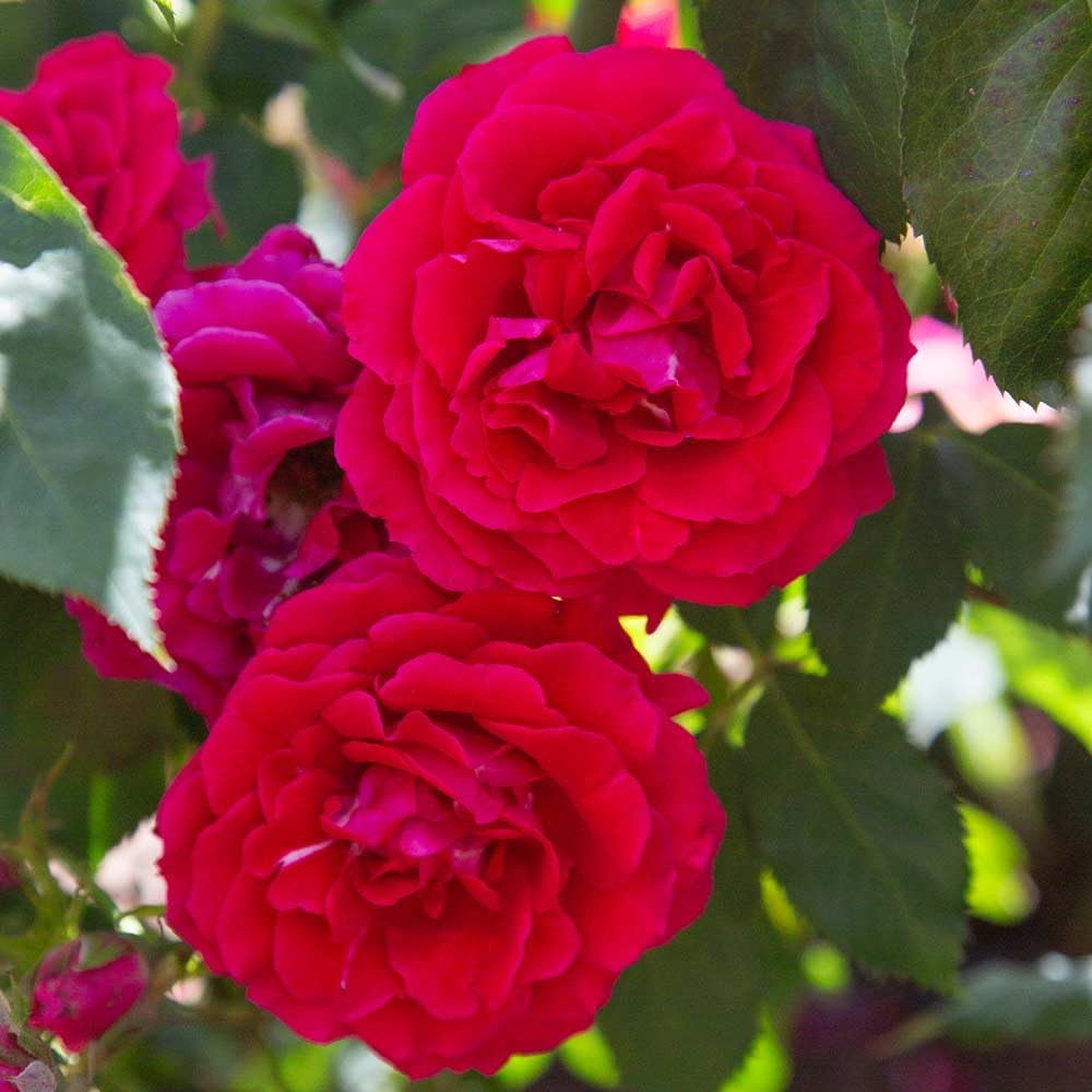 Heirloom Hardy Roses, Live Own Root Plant for Outdoor Garden, Bright Melody, Lightly Fragrant, Hardiness Zones: 4-10, Continual Blooming
