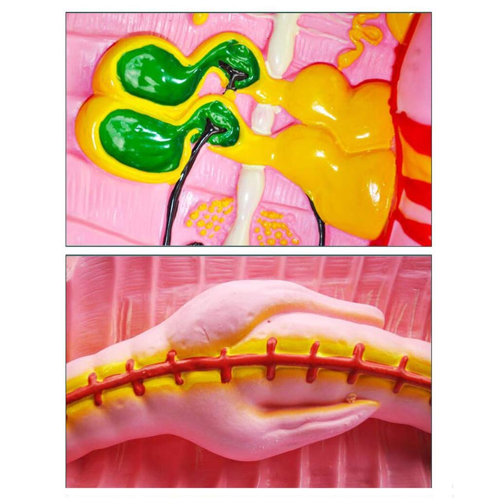Modele medyczne anatomiczny,biologiczny Modele medyczne nauczania Modele medyczne nauczania materiały anatomii Modele medyczne do nauczania nauk edukacyjnych