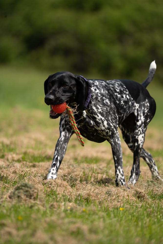 Petface Toyz piłka do żucia i odbijająca się lina dla psa - niebieska, różowa lub zielona, w zestawie tylko jedna