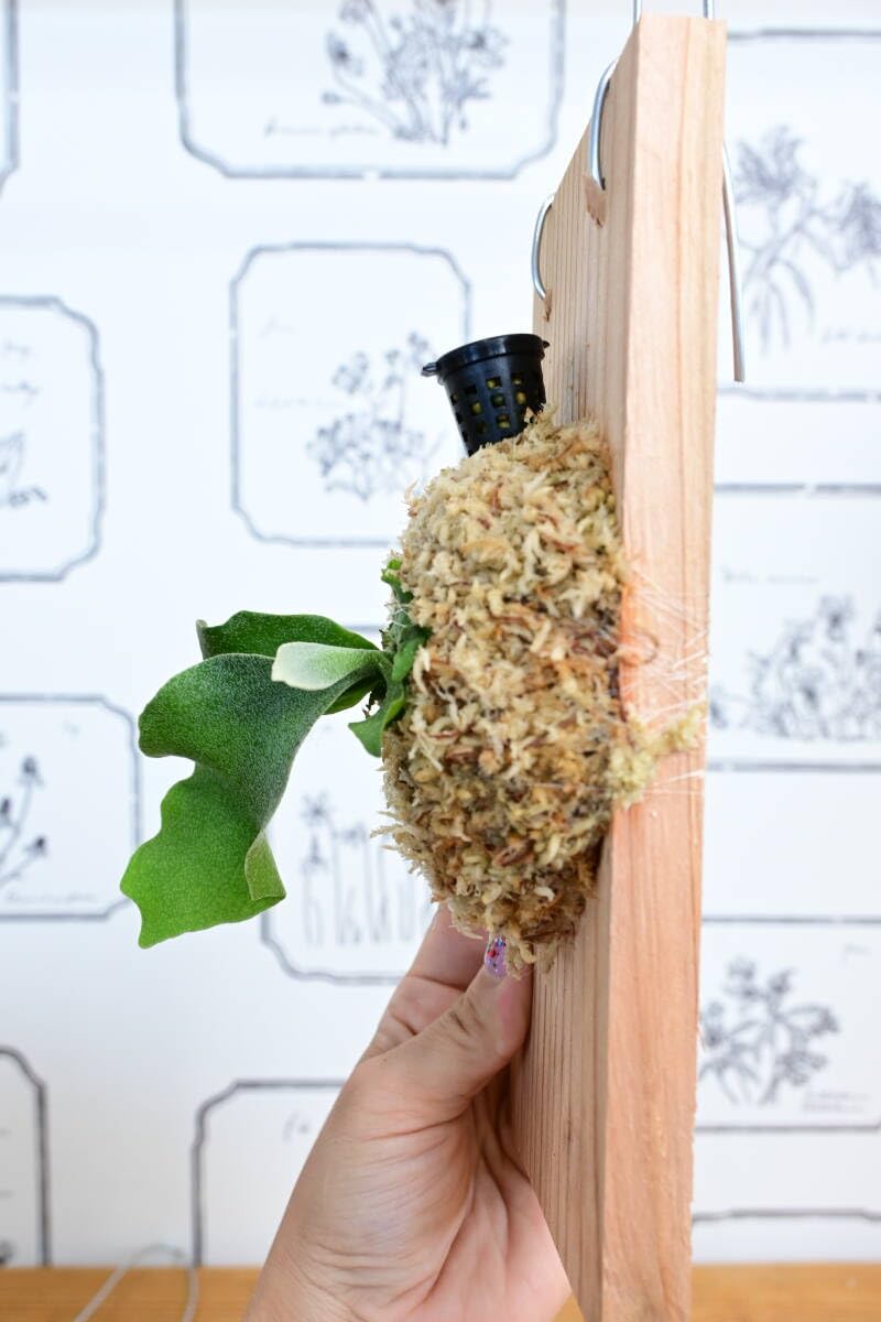 Amazon.co.jp: P.White Gizmo spored ＠ビカ森wife ホワイトギズモ