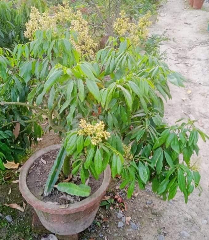Image of Shahi Litchi Hybrid Live Plant | Dwarf Air Layered Variety | Rare Tropical Lychee Tree for Garden | Sweet All Season Fruit | 2-3 Ft Tall Sapling | Bears Fruit in 1-2 Years | 1 Healthy Plant