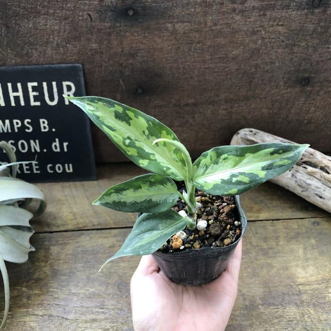 Amazon｜アグラオネマ ピクタム トリカラー 迷彩柄 観葉植物｜観葉植物
