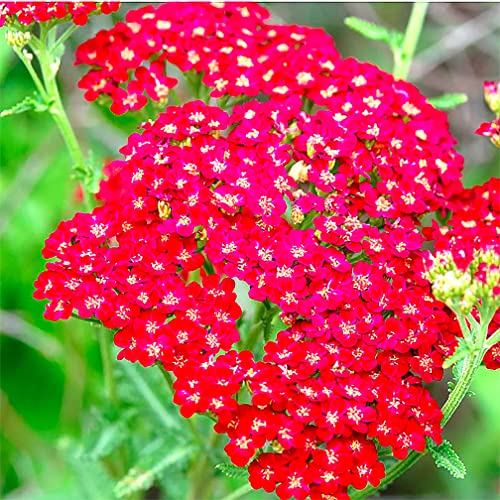 Red Yarrow - A Favorite Perennial Wildflower - 17,500 Seeds