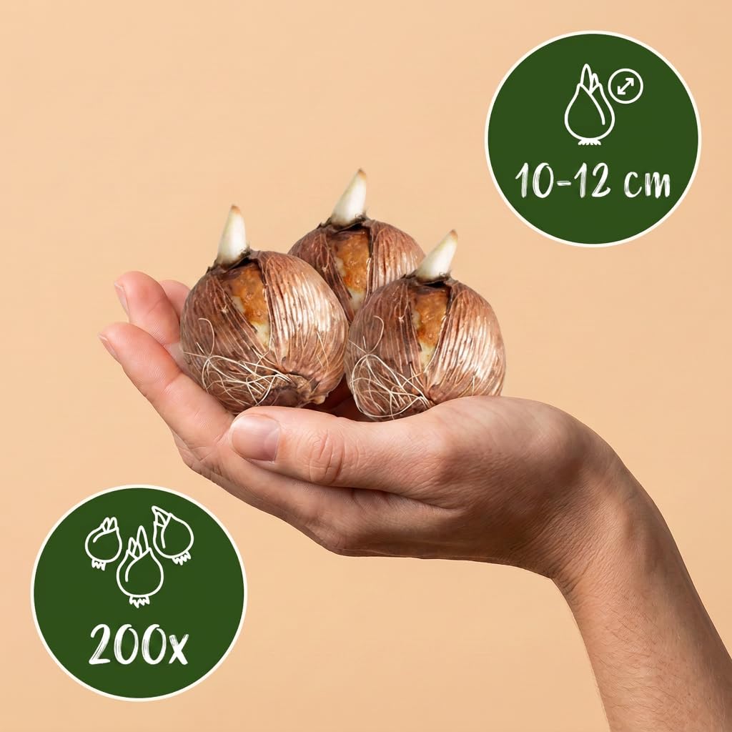 Green boutiQ - 200x Bulb Shade Garden - Jardin d'ombre aux bulbes - Divers - Floraison estivale - Calibre 10/12