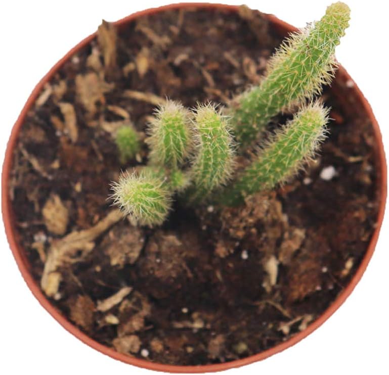 Rat Tail Succulent - 3" from California Tropicals