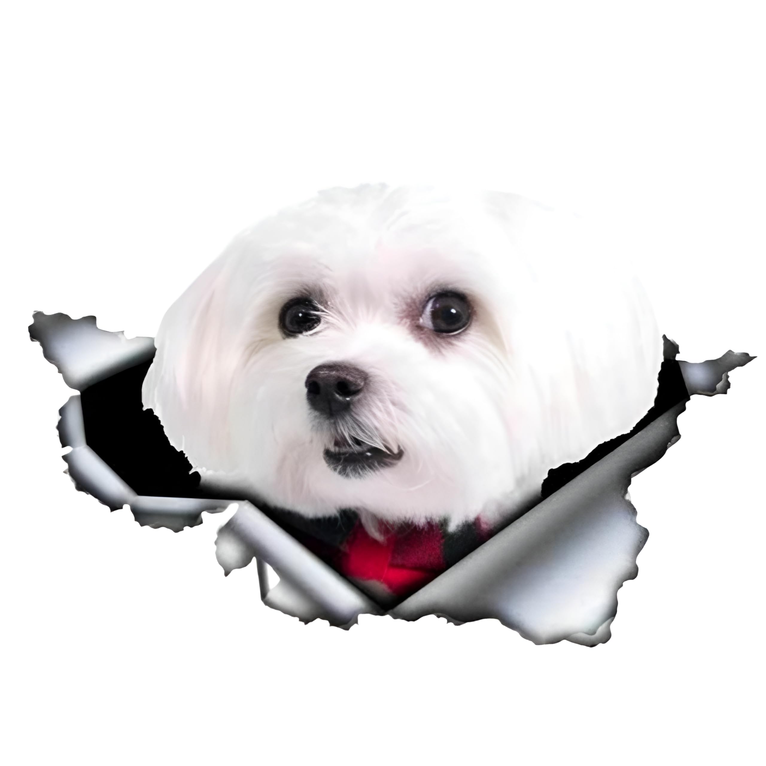 Französische Bulldogge Aufkleber, 3D Zerrissener Effekt, Was