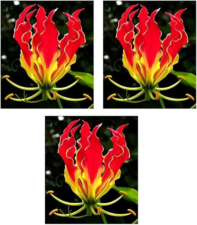 Glory Lily Bulbs for Planting Gloriosa Plantii Rare Lily Plants to Grow (3