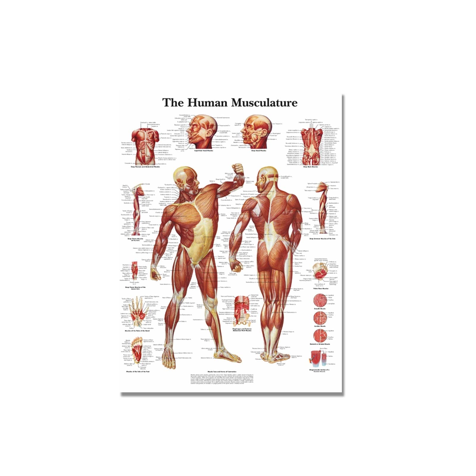 ALIEDA Anatomy Posters - Medical Posters - Skeletal System, Female and Male Muscular Systems, Respiratory System, Circulatory System, Endocrine System, Anatomical Charts, Human Anatomy Learning