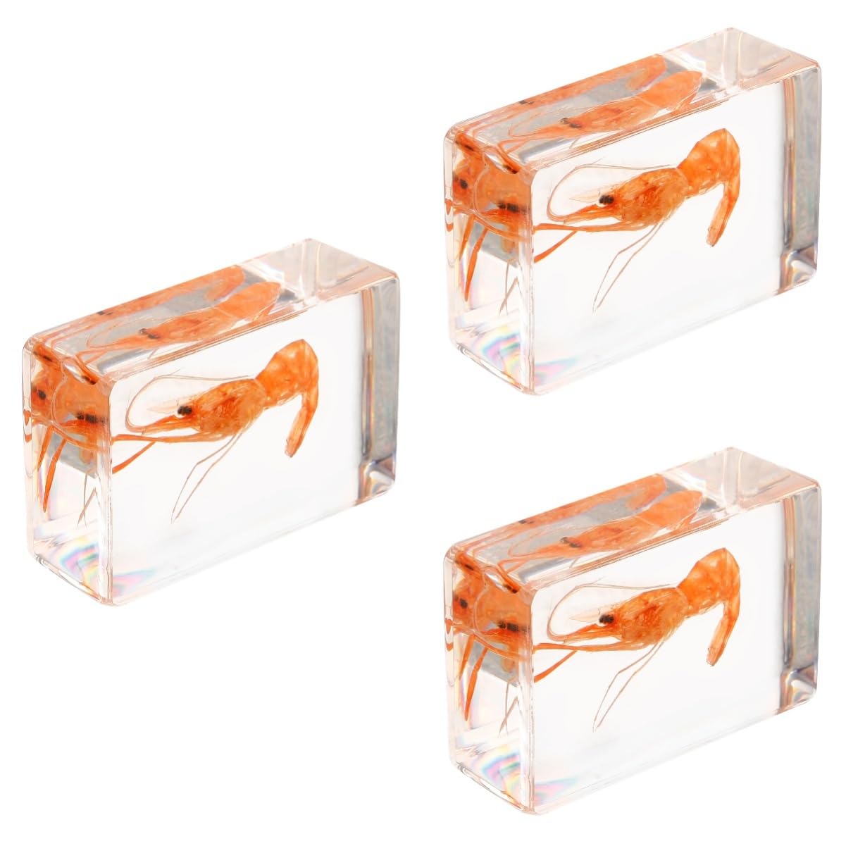Veemoon Pcs Shrimp Specimen Collection Resin Shrimp Display for Education Home Decor Creative Craft