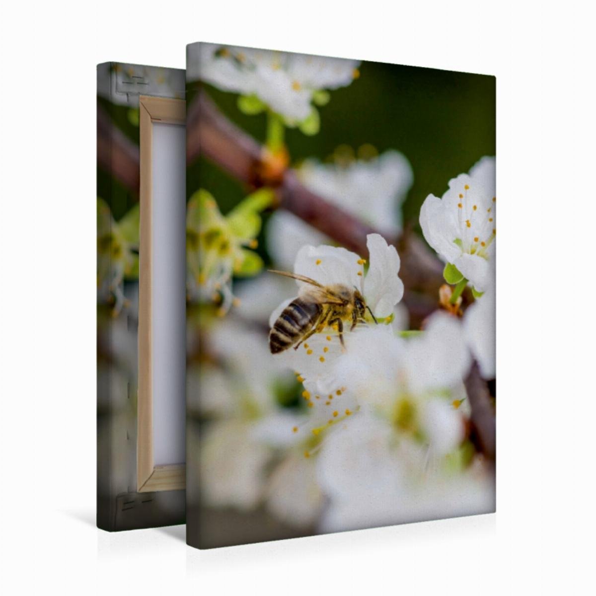 Premium Textil-Leinwand 30 x 45 cm Hoch-Format Biene auf Obstblüten | Wandbild, HD-Bild auf Keilrahmen, Fertigbild auf hochwertigem Vlies, Leinwanddruck von Mark Bangert