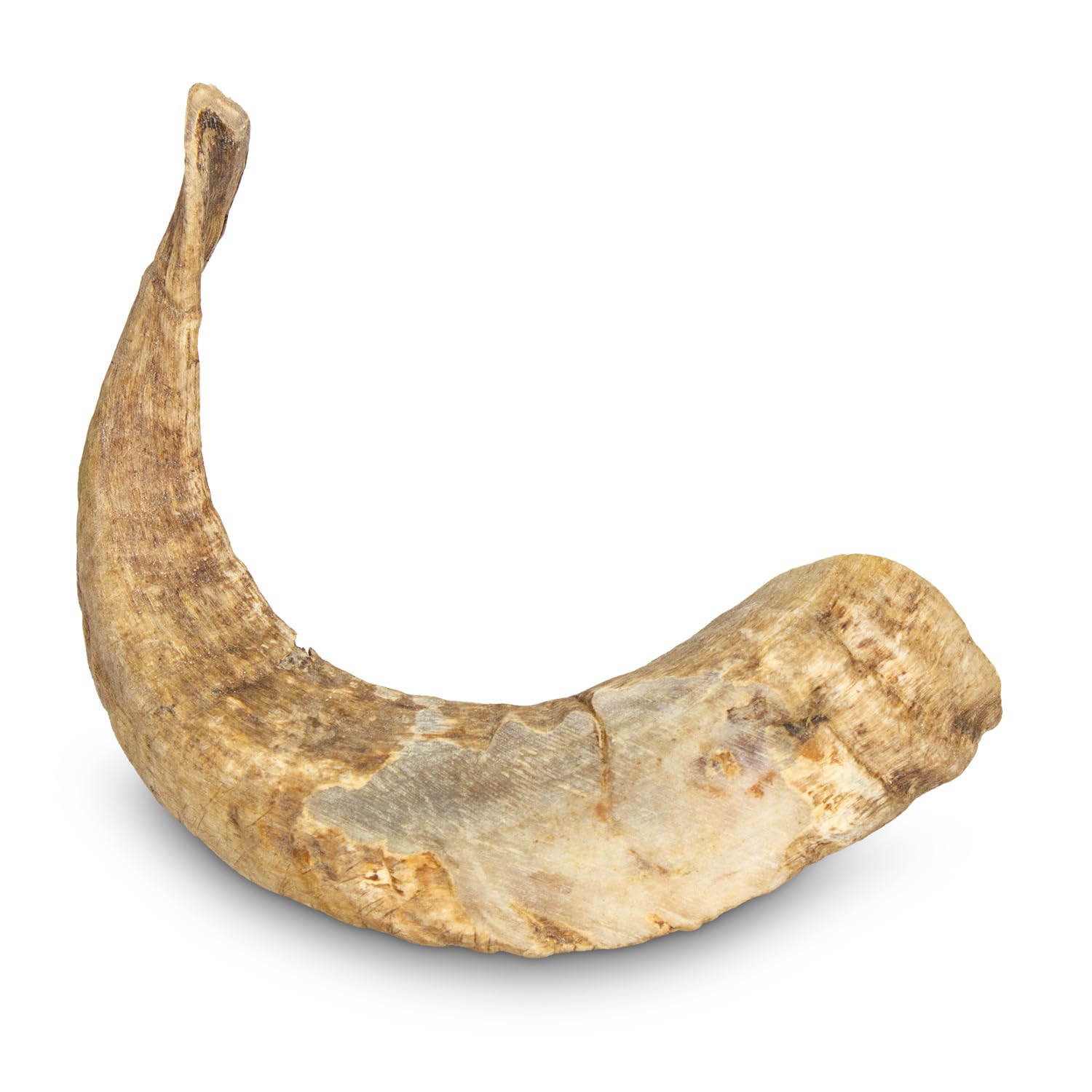 Ram Horn Dog Chew Toy Medium (<200g)