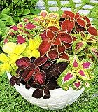 NIKA SEEDS - Flowers Coleus Indoor Mix - 100 Seeds