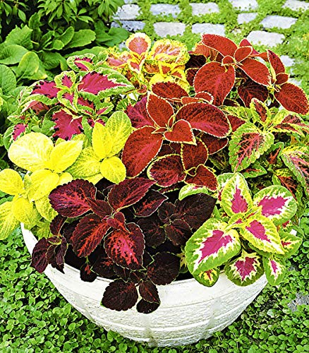 KIRA SEEDS - Seeds Coleus Exotic Mix - Annual Flowers for Planting - GMO Free