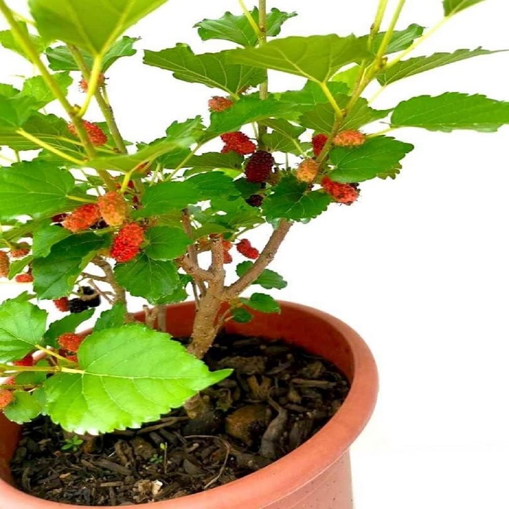 Dwarf Mulberry Tree, Air Layered, All Season Bearing, Fresh Live Plant (B0D2T5BKJQ) Amazon Price History, Amazon Price Tracker