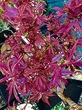 Fireball Japanese Maple 2 - Year Live Plant