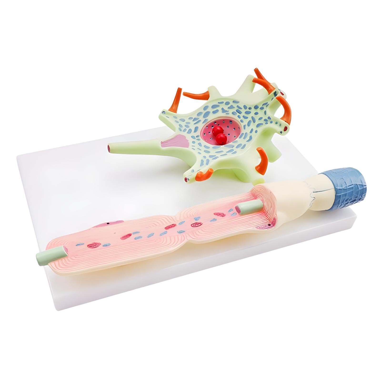 Effektives neuronales Modell veranschaulicht die Neuronenstruktur | Axonen und Dendriten – Unterrichtsmaterial zum Thema Neuronenanatomie