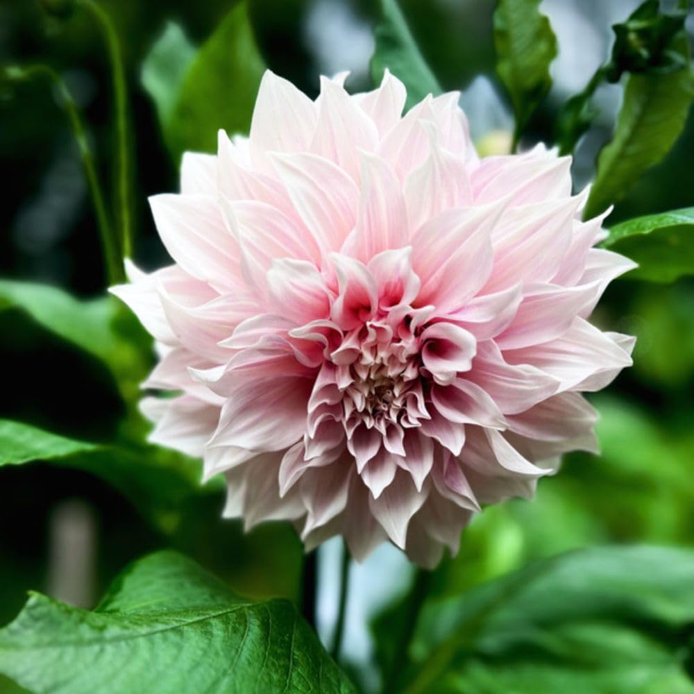 Dahlia Plant ‘Shiloh Noelle’ 1 x 3 Litre Pot – Giant Dinnerplate Dahlia – Lavender Pink & White Blooms – Half-Hardy Perennial Cut Flower & Border Plant by Thompson & Morgan