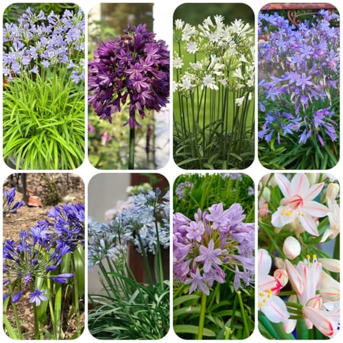 semillas resistentes de agapanto resistentes para jardín Comprar lirio africano perennes, perenne ornamentales decoración jardín 300pcs