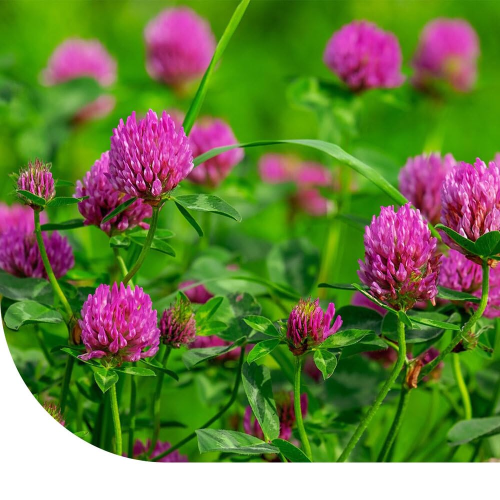 MRS Rotklee-Samen 1 Kilo – Trifolium pratense – Reine Kleesamen – Gründüngung – Natürlicher Stickstoffbinder – Wichtiges Futtermittel