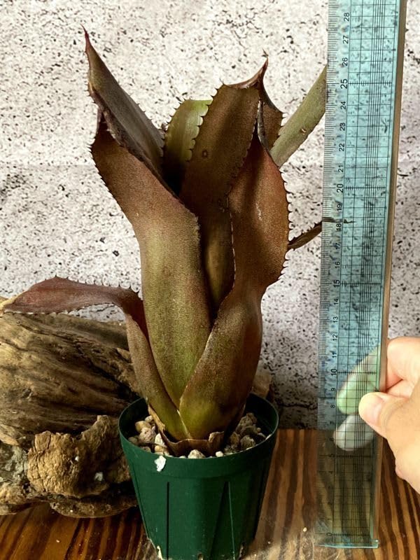 Amazon.co.jp: Frontier Plants現品ホヘンベルギアエドムンドイx