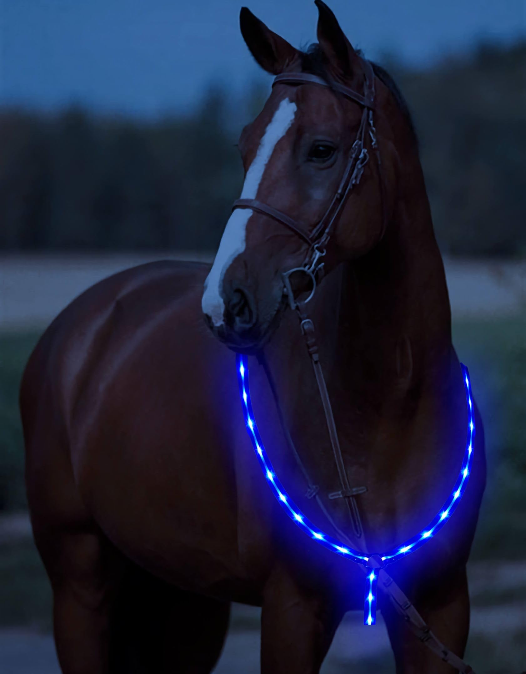 Buy LED Horse plate Collar, 6 Colors in 1 Light up Horse Tack, USB